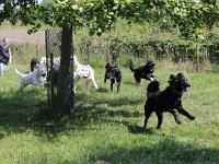 Puppys van Bliss040622-0179